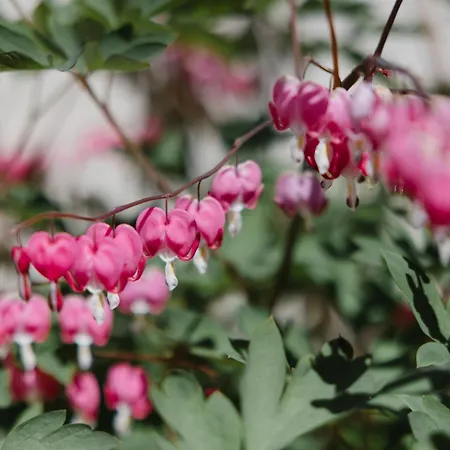 Lejlighed Peter Saalbach-Hinterglemm